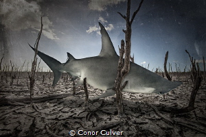"Fading Feeding Grounds" This background is an area that ... by Conor Culver 